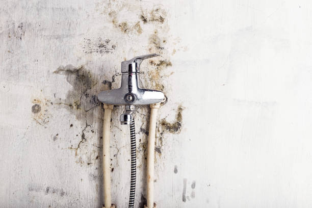 Best Black Mold Removal  in Eastmont, WA
