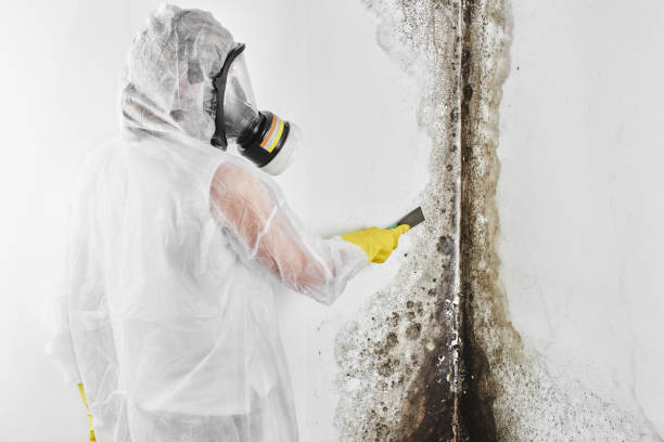 Best Best Mold Removal Companies  in Eastmont, WA