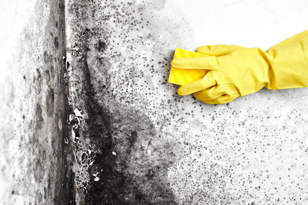 Best Crawl Space Mold Removal  in Eastmont, WA