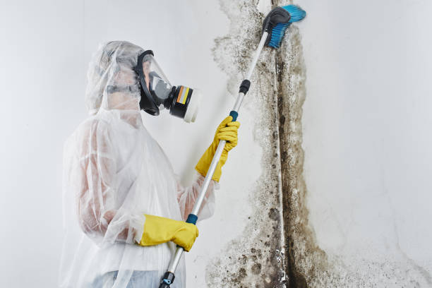 Best Office Mold Removal Services  in Eastmont, WA