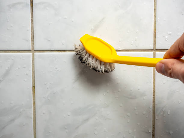 Mold Removal Process in Eastmont, WA