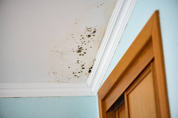 Best Same-Day Mold Removal  in Eastmont, WA