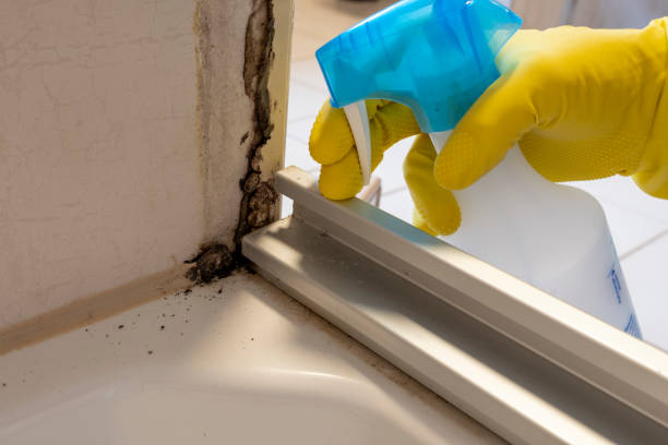 Professional Mold Removal in Eastmont, WA