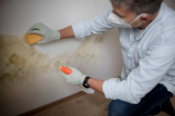 Best Mold Damage Repair  in Eastmont, WA