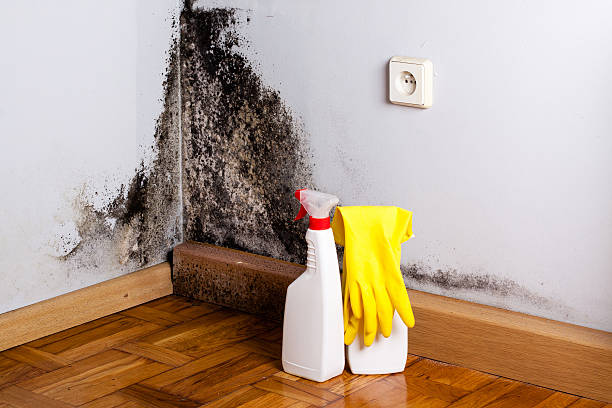 Best Mold Remediation  in Eastmont, WA