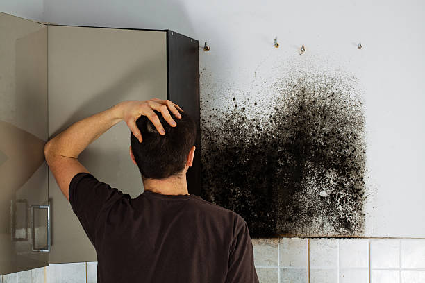 Best Home Mold Removal  in Eastmont, WA