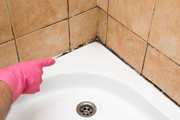 Crawl Space Mold Removal in Eastmont, WA